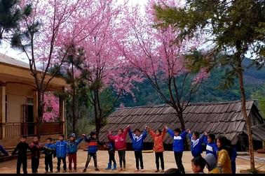 Ngắm hoa anh đào bung nở làm say đắm lòng người nơi miền biên viễn