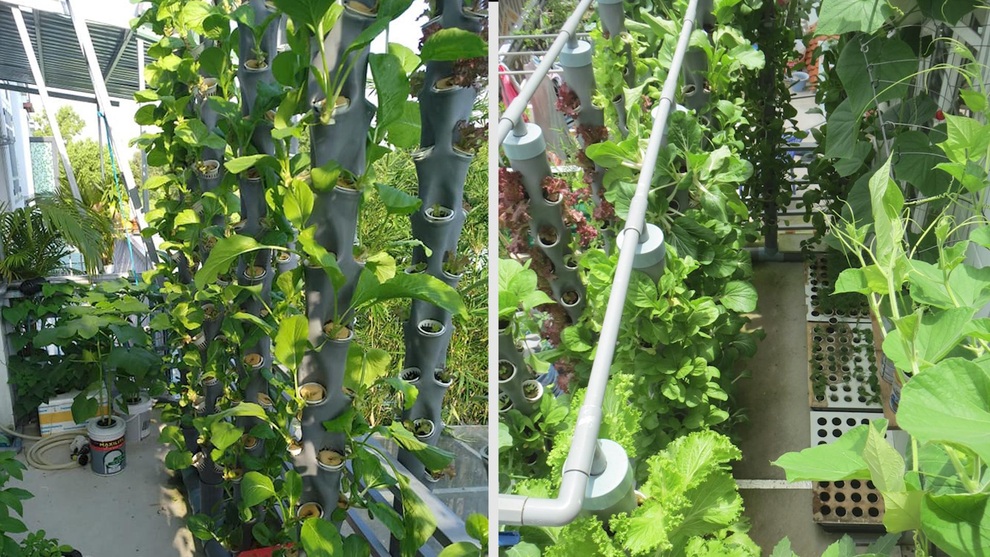 Tận mắt vườn rau thẳng đứng, trồng cây không cần đất tại TPHCM - 4 Tận mắt vườn rau thẳng đứng, trồng cây không cần đất tại TPHCM - 4