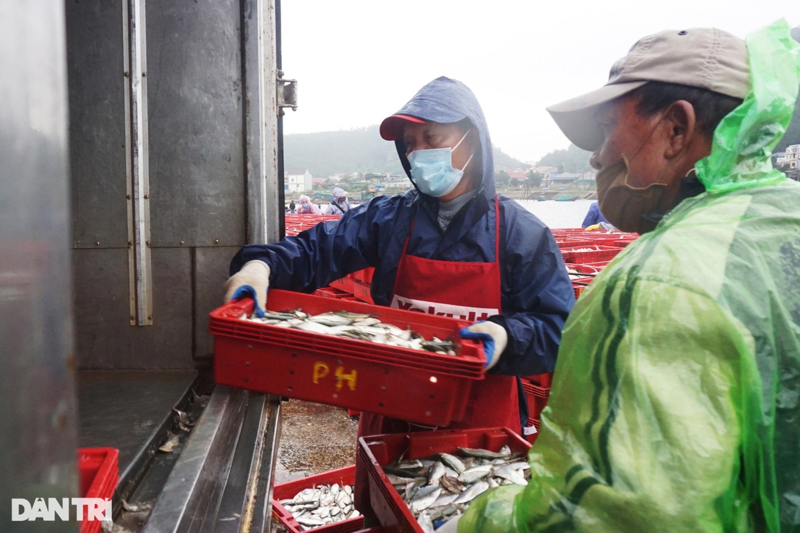 Đội mưa rét kiếm ngày triệu bạc, thợ bốc xếp ở cảng cá mơ Tết ấm - 9 Đội mưa rét kiếm ngày triệu bạc, thợ bốc xếp ở cảng cá mơ Tết ấm - 9