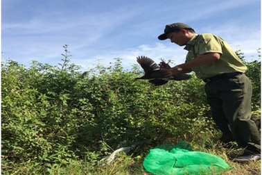 Thả cày vòi hương và 6 cuốc ngực trắng về Khu bảo tồn Sơn Trà