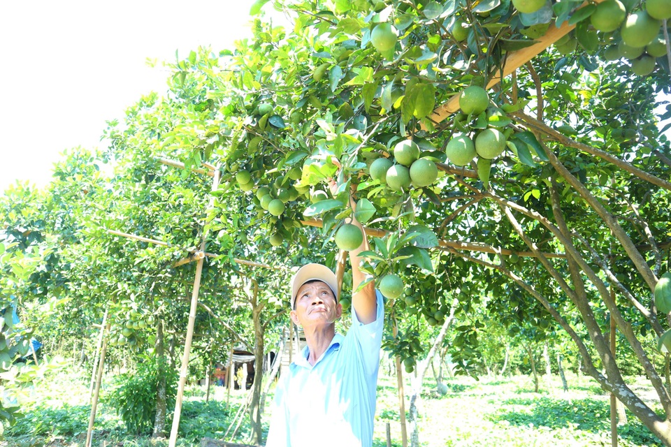 Quảng Nam: Vươn lên thoát nghèo nhờ Tổ hợp tác trồng cây ăn quả - 3 Quảng Nam: Vươn lên thoát nghèo nhờ Tổ hợp tác trồng cây ăn quả - 3