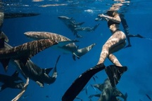 Vì sao cô gái thản nhiên bơi giữa đàn cá mập mà không sợ bị cắn?