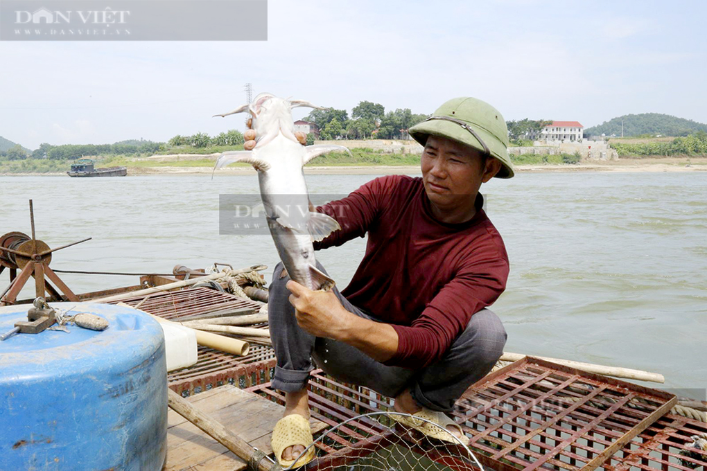 Thủy quái sông Lô mang lại nguồn thu hơn nửa tỷ đồng mỗi năm - 1 Thủy quái sông Lô mang lại nguồn thu hơn nửa tỷ đồng mỗi năm - 1