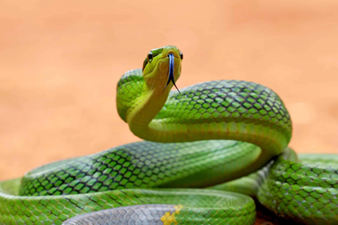 Loài rắn mang tên gọi đáng sợ và giống hệt rắn độc nhưng vô hại