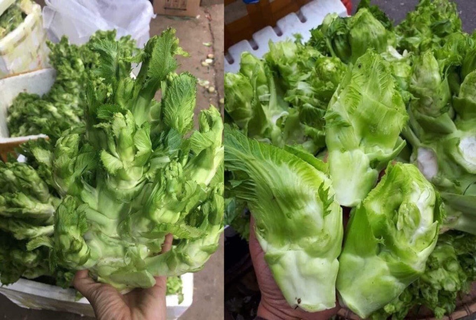 Cảnh báo đáng sợ về đặc sản mầm đá gắn mác Sa Pa giá 20.000 đồng/kg - 1 Cảnh báo đáng sợ về đặc sản mầm đá gắn mác Sa Pa giá 20.000 đồng/kg - 1