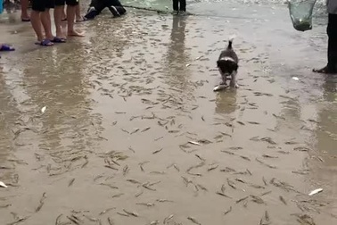 Sự thật đằng sau video hàng vạn con tôm nhảy lên bờ do bão