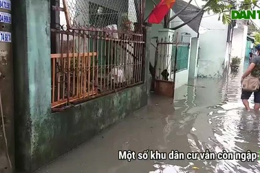 Đà Nẵng hết mưa, gió lặng, nhiều cây xanh bật gốc