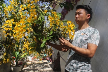 Mê mẩn với vườn lan rừng đắt giá của chàng trai 9x