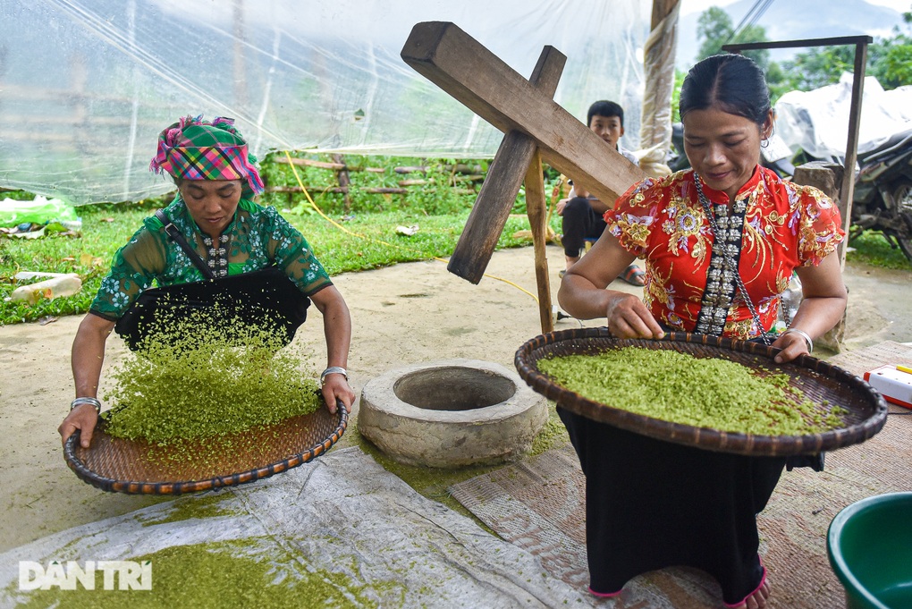 Phát triển vùng trồng nếp tan - loại gạo tạo ra đặc sản cốm ở Mù Cang Chải - 2 Phát triển vùng trồng nếp tan - loại gạo tạo ra đặc sản cốm ở Mù Cang Chải - 2