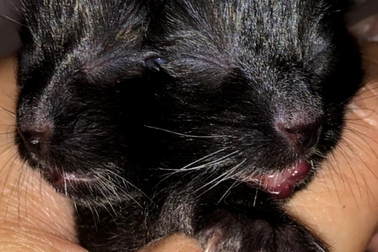 Kỳ lạ chuyện ăn uống của chú mèo có 2 gương mặt trên cùng một đầu