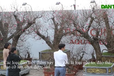 Cây đào gốc "khủng" giá hàng chục triệu đồng ra phố đón Tết Canh Tý