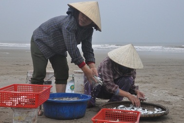 Kiếm tiền triệu mỗi ngày nhờ thu hoạch cá trích