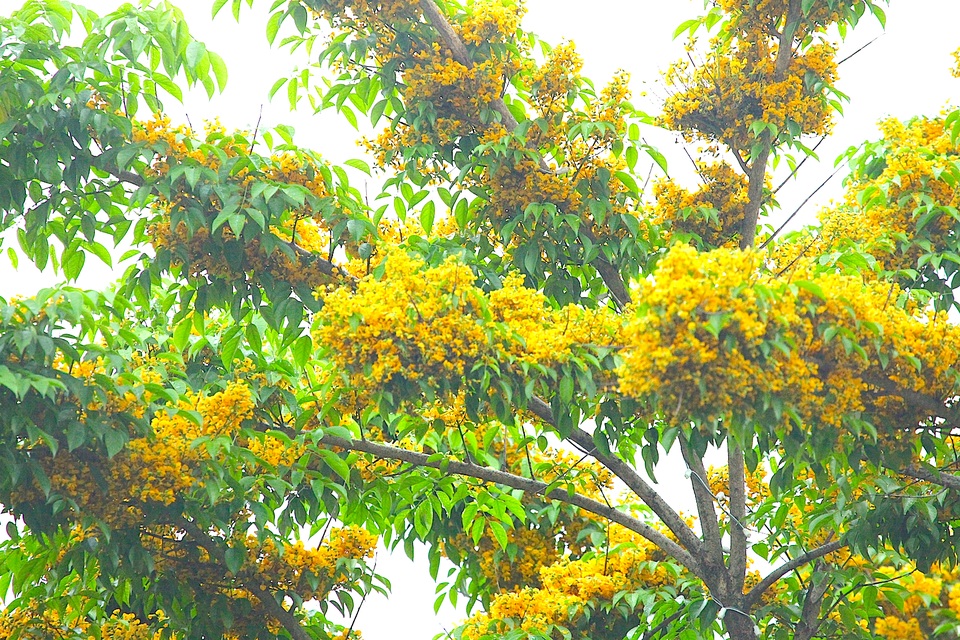 Mùa hoa Giáng Hương rực rỡ thành Vinh - 12 Mùa hoa Giáng Hương rực rỡ thành Vinh - 12