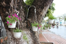 Dân Đà Nẵng treo giỏ hoa trên các tuyến đường đón APEC