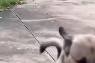 Chú chó thông minh biết nhận hàng ship giúp chủ