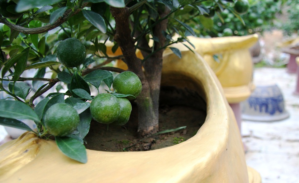 Trâu vàng thảnh thơi cõng quất cảnh giá bạc triệu dịp Tết Tân Sửu 2021 - 10