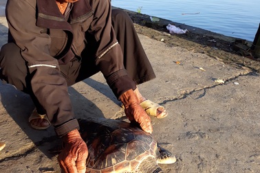 Thả rùa xanh quý hiếm về biển