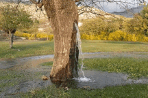 Hiện tượng lạ: Cây cổ thụ biết trào nước xối xả như... vòi phun