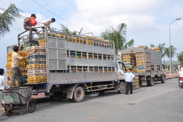 Trắng đêm mật phục... gà lậu