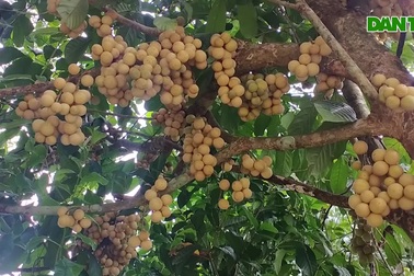 Bòn bon đặc sản vào mùa chín rộ, cho người trồng đếm tiền đều tay