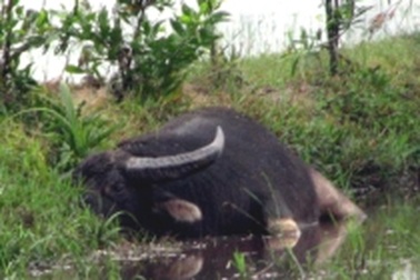 Trâu điên húc chết 2 người