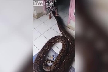 Trăn khổng lồ cuộn tròn quanh người cậu bé