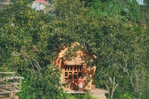 Vườn hồng trĩu quả giữa Đà Lạt của vợ chồng "bỏ phố về núi"