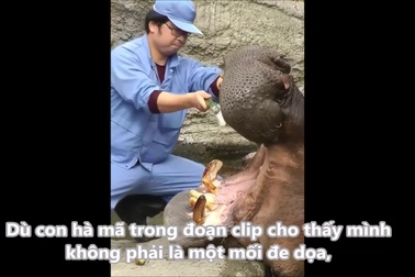 Vệ sinh răng miệng cho hà mã, công việc không phải ai cũng dám làm