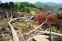 Vụ 43 ha rừng “bỗng dưng” biến mất: Canh kiểm lâm để phá rừng?