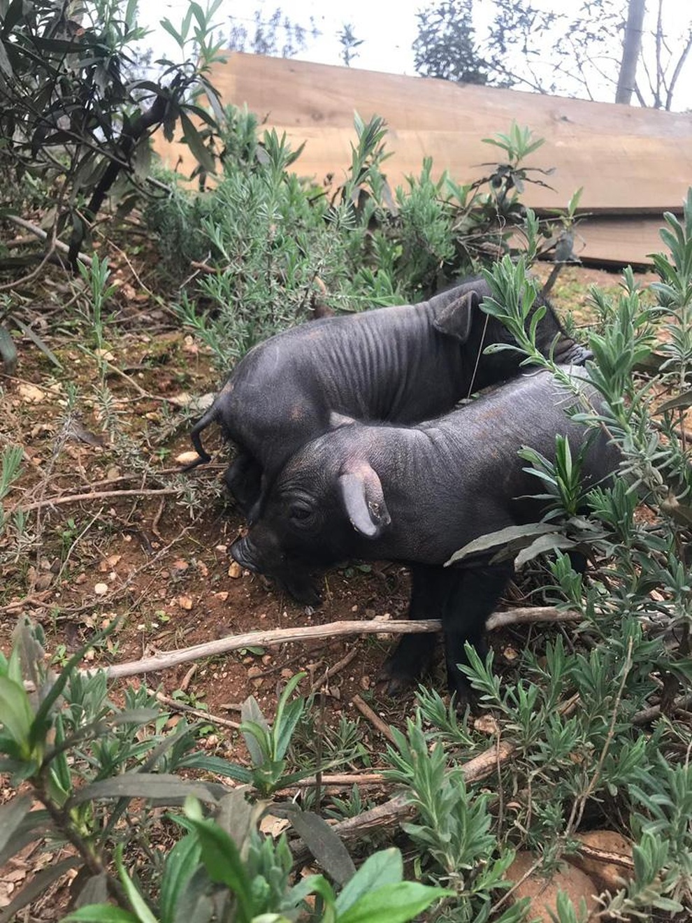 Doanh nhân bỏ biệt thự về vùng hẻo lánh dựng nhà, sống an yên - 5