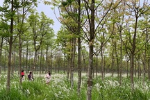 Check-in cánh đồng cỏ tranh đẹp nên thơ ngay phía Đông Hà Nội