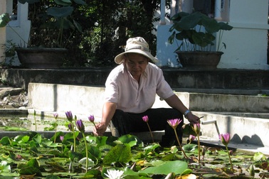 Làm giàu từ hoa súng