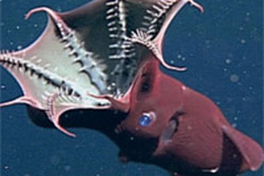 Chùm ảnh: Những sinh vật có hình dáng kỳ dị nhất