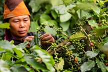 Những vùng trồng cà phê Arabica ngon nhất Việt Nam