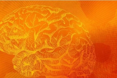 Tìm ra cách ngăn chặn lão hóa mạch não, cải thiện trí nhớ