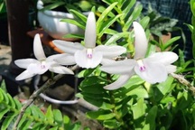 Hà Nội: Lộ diện ổ nhóm lừa bán lan đột biến giả, chiếm đoạt tiền tỷ