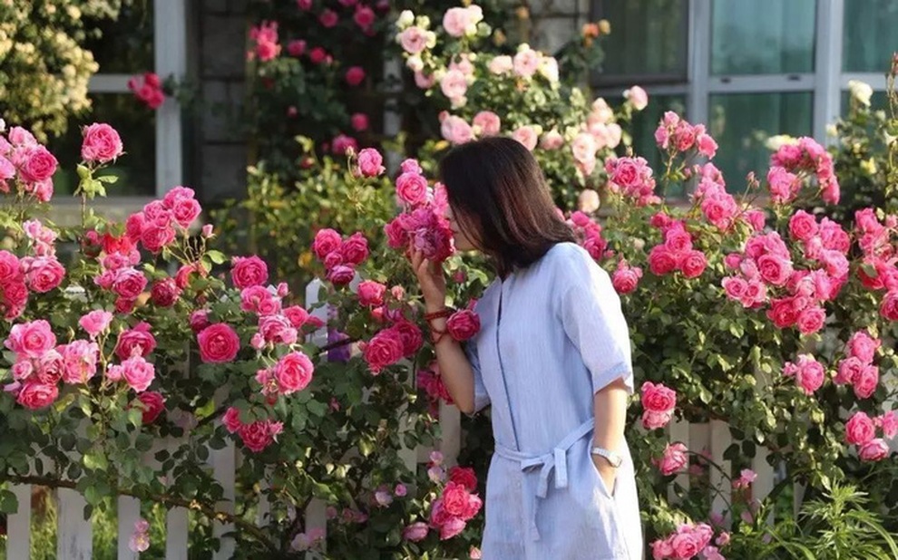 Người phụ nữ dành một thập kỷ làm vườn hoa rực rỡ trước cửa nhà - 8 Người phụ nữ dành một thập kỷ làm vườn hoa rực rỡ trước cửa nhà - 8