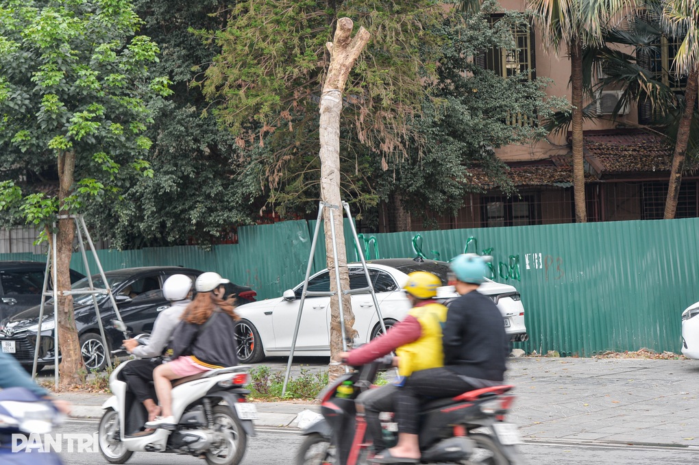 Loạt cây xanh có dấu hiệu chết khô trên đường Huỳnh Thúc Kháng kéo dài - 3 Loạt cây xanh có dấu hiệu chết khô trên đường Huỳnh Thúc Kháng kéo dài - 3