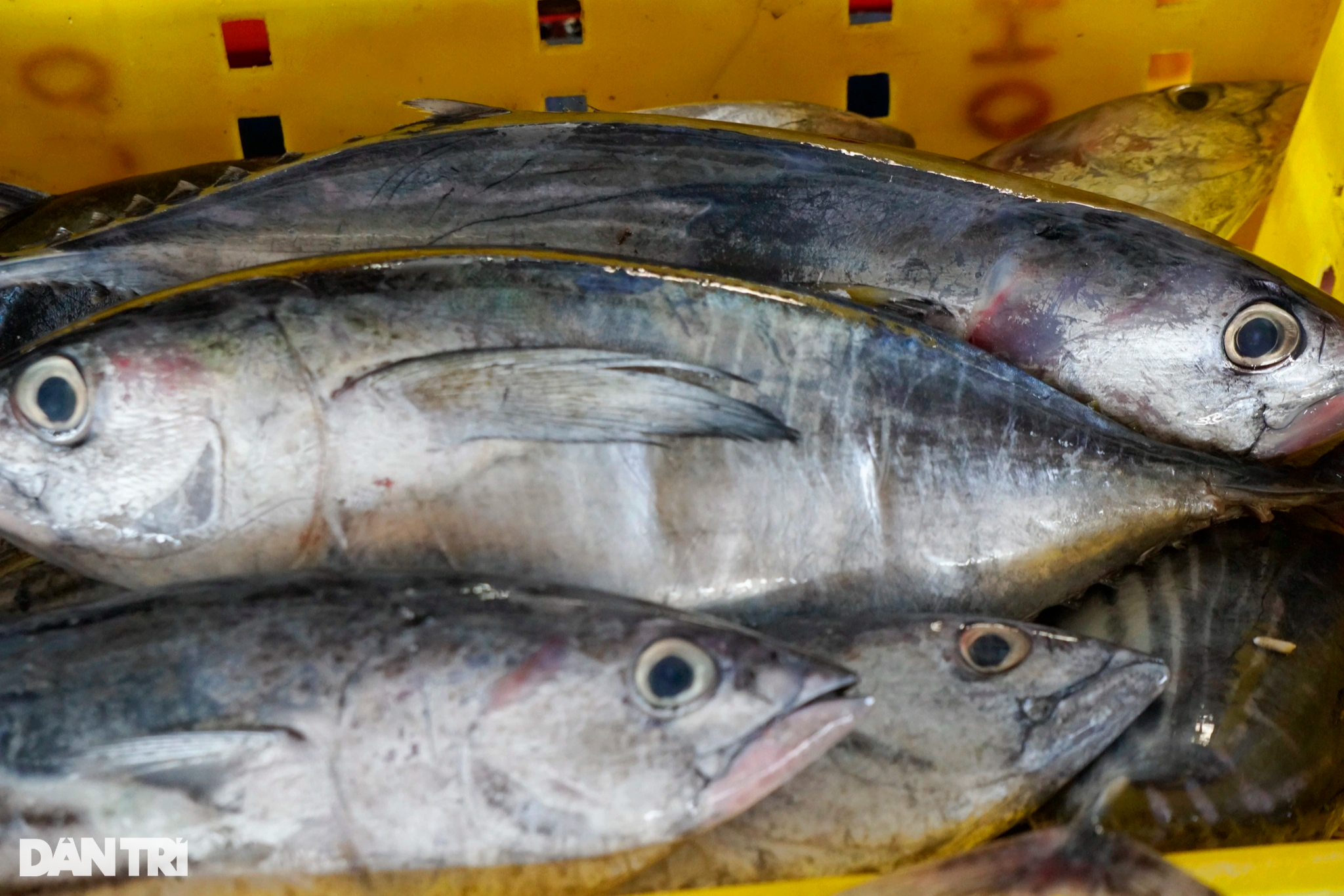 30トンのマグロを漁獲、乗組員は旧正月に約10億ドンの賞金を獲得 - 5 Trúng mẻ cá ngừ 30 tấn, thuyền viên chia nhau gần 1 tỷ đồng ăn Tết - 5