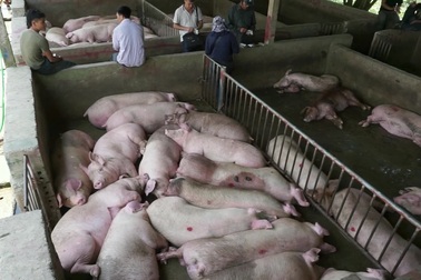 Lo ngại người chăn nuôi "bán tống, bán tháo" lợn thịt để "vớt" giá!