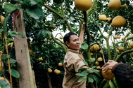 Người dân Phường Phú Diễn thu hoạch bưởi cho Tết Nguyên đán Kỷ Hợi