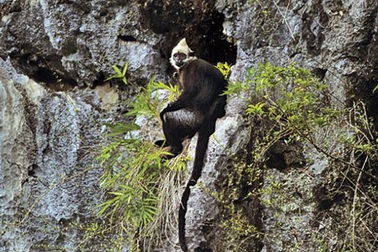 Một voọc cái Cát Bà... mất tích