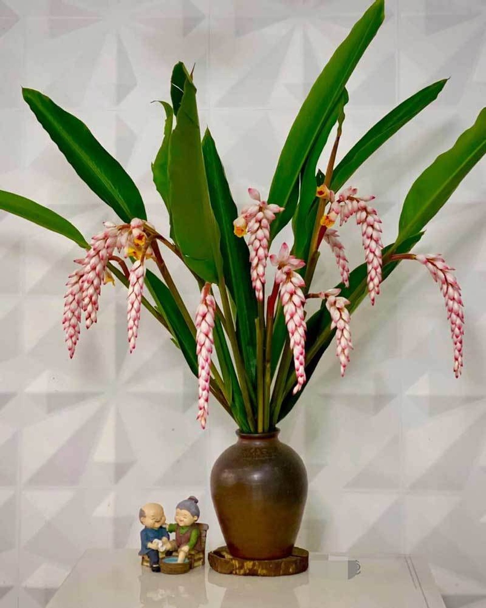 Hoa dại bờ bụi siêu đắt đỏ, mối buôn bán 2.000 cành/ngày - 4 Hoa dại bờ bụi siêu đắt đỏ, mối buôn bán 2.000 cành/ngày - 4