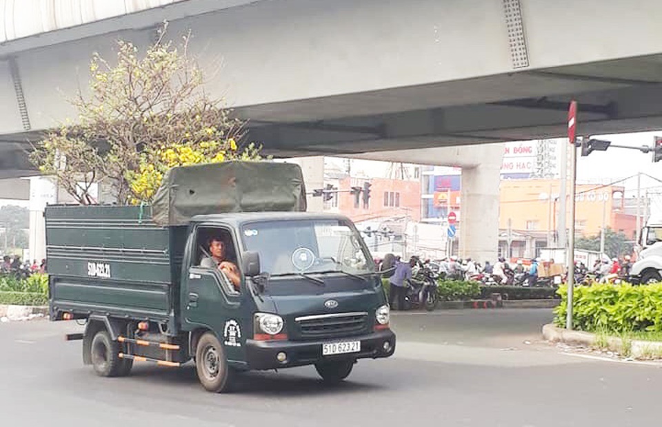 Kiếm cả trăm triệu đồng nhờ giao hoa mai dịp Tết - 7 Kiếm cả trăm triệu đồng nhờ giao hoa mai dịp Tết - 7