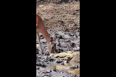 Linh dương impala phản ứng nhanh, kịp tránh cú táp của cá sấu