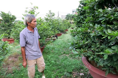 Sài Gòn lạnh nhất 10 năm qua, nhà vườn lo mai nở muộn