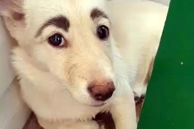 Chú chó có cặp "lông mày" cực đỉnh gây bão mạng xã hội