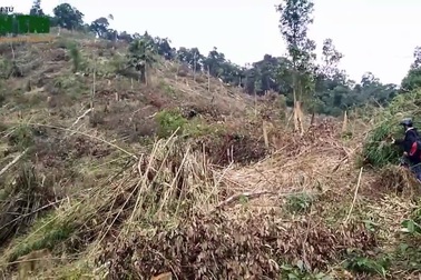 Lâm tặc triệt phá rừng phòng hộ ở Vũ Quang