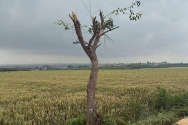 Nguyên nhân khiến cây cô đơn mọc giữa cánh đồng ở Trung Quốc bị chặt trụi