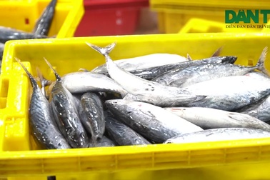 Mỗi đêm chợ Bình Điền giao thương hàng trăm tỉ đồng